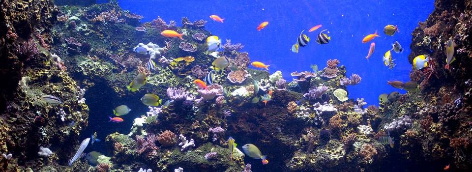 Colorful fish swimming among coral in a vibrant underwater scene.