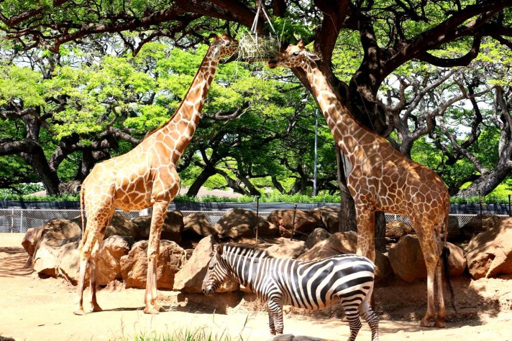 Two giraffes and a zebra under trees at a zoo.