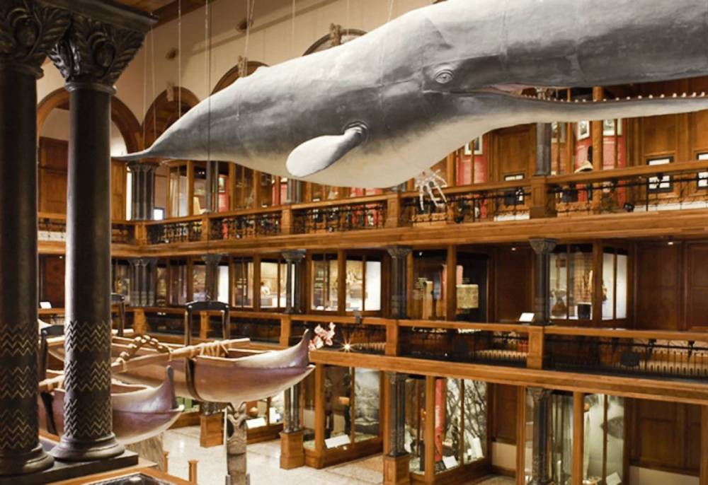 Large whale model suspended in a museum with wood interior and display cases.