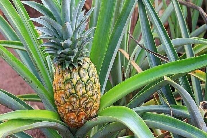 A ripe pineapple growing on a plant with long, green leaves.