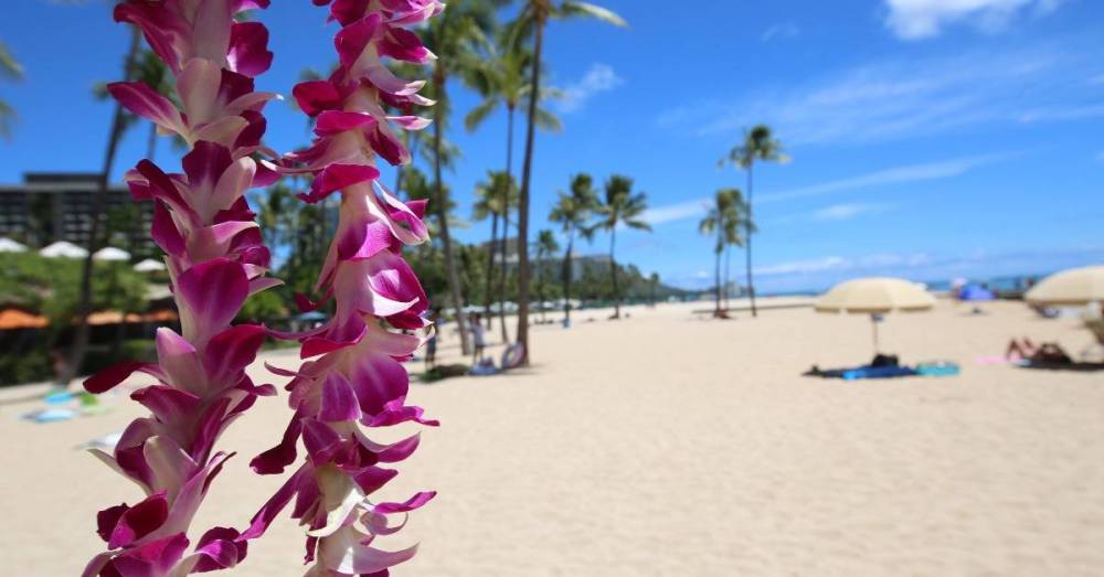 Pink orchid leis with a beach and palm trees in the background.