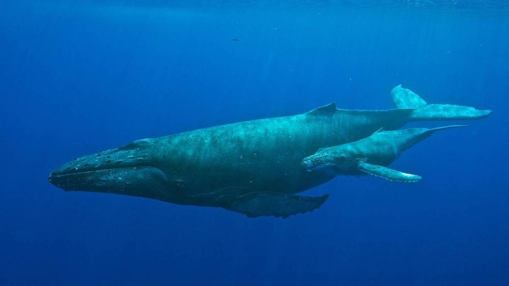 A large whale swimming underwater with a smaller whale alongside.