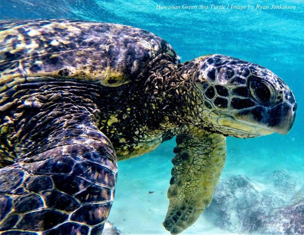 Close-up of a Hawaiian green sea turtle swimming underwater.