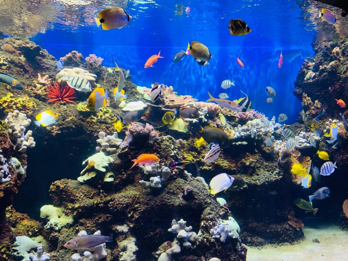 Vibrant coral reef aquarium with various colorful fish swimming in clear blue water.