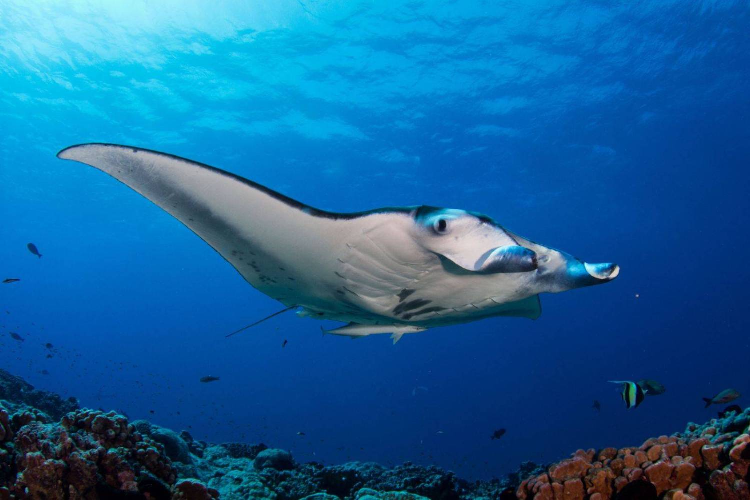 Underwater view of a manta ray swimming above a coral reef.