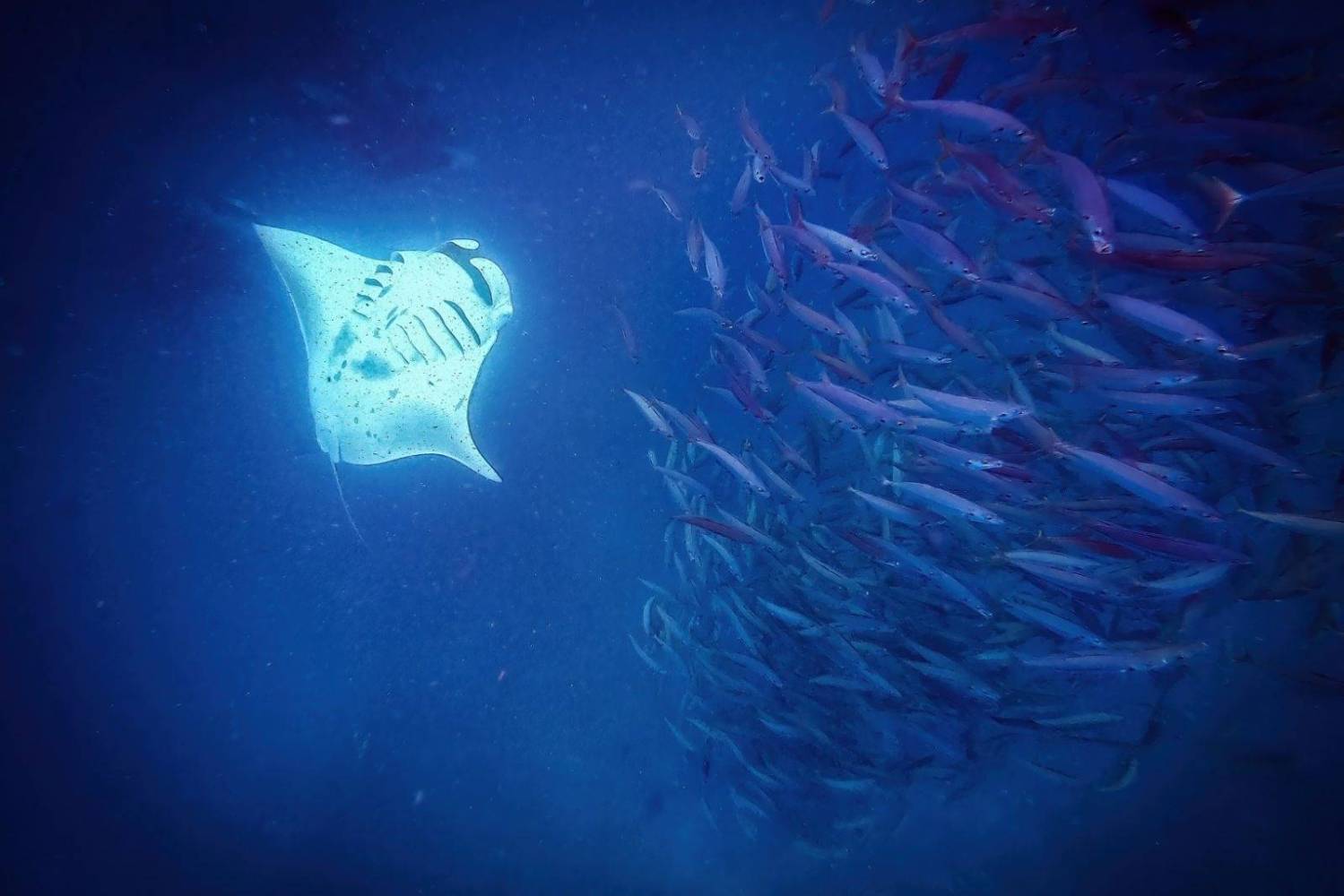 Glowing manta ray swimming near a school of fish in deep blue water.