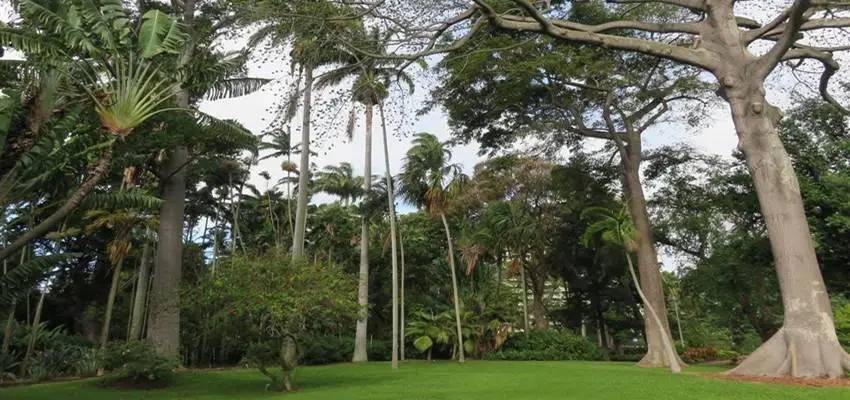 Lush green park with tall trees and grass under a partly cloudy sky.